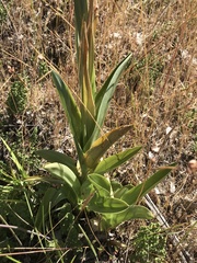 Chloraea cylindrostachya