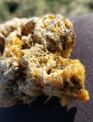 Halichondria panicea