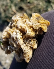 Halichondria panicea