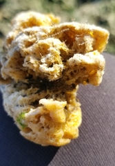 Halichondria panicea