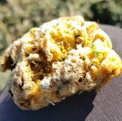 Halichondria panicea