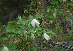 Clematis alpina sibirica