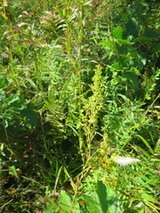 Thalictrum amurense