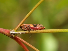 Eurymeloides adspersa
