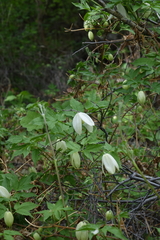 Clematis alpina sibirica