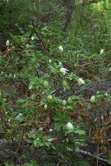 Clematis alpina sibirica