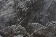 Cinclodes nigrofumosus