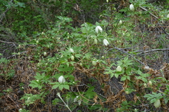 Clematis alpina sibirica