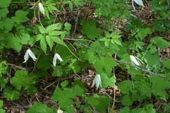 Clematis alpina sibirica