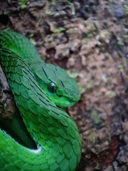 Craspedocephalus macrolepis