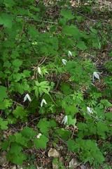 Clematis alpina sibirica