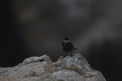 Cinclodes nigrofumosus