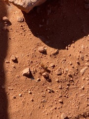 Camponotus sansabeanus