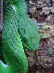 Craspedocephalus macrolepis