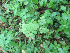 Thalictrum baicalense