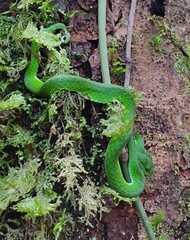 Craspedocephalus macrolepis