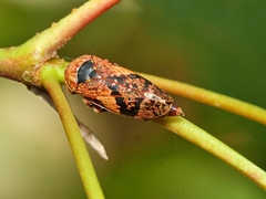 Eurymeloides adspersa