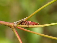 Eurymeloides adspersa