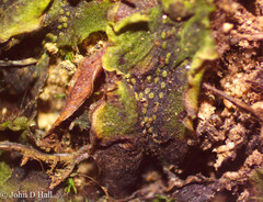 Pellia neesiana