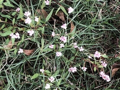 Persicaria bicornis