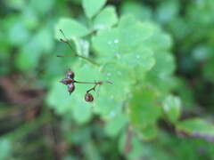 Thalictrum baicalense