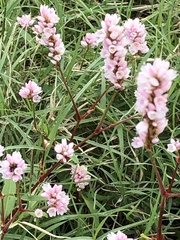 Persicaria bicornis