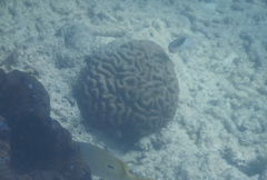 Lobophyllia