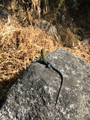 Liolaemus tenuis