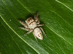 Opisthoncus grassator