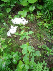 Thalictrum tuberiferum