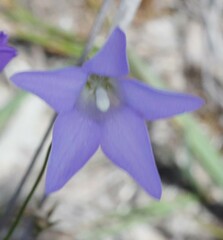 Wahlenbergia graniticola