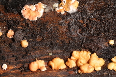 Trichoderma minutisporum