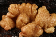 Trichoderma minutisporum