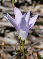 Wahlenbergia graniticola