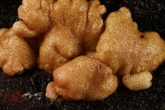 Trichoderma minutisporum