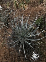 Puya coerulea