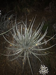 Puya coerulea