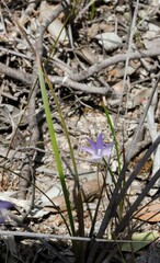 Wahlenbergia graniticola
