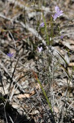 Wahlenbergia graniticola
