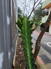 Euphorbia trigona