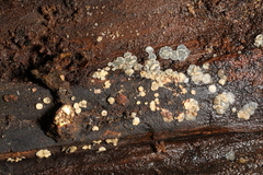 Phialocephala oblonga