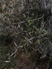 Berberis chilensis