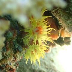 Tubastraea coccinea
