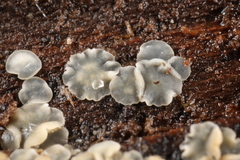 Phialocephala oblonga