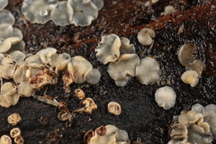 Phialocephala oblonga