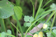 Ranunculus reflexus