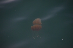 Phyllorhiza punctata