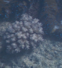 Pocillopora