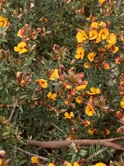 Pultenaea largiflorens