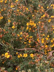 Pultenaea largiflorens